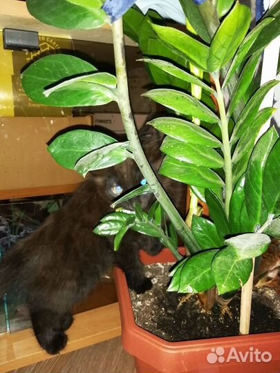 Кошка в дар бесплатно