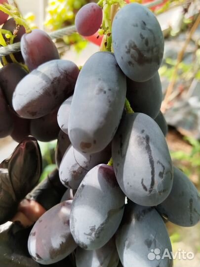 Виноград Алвика