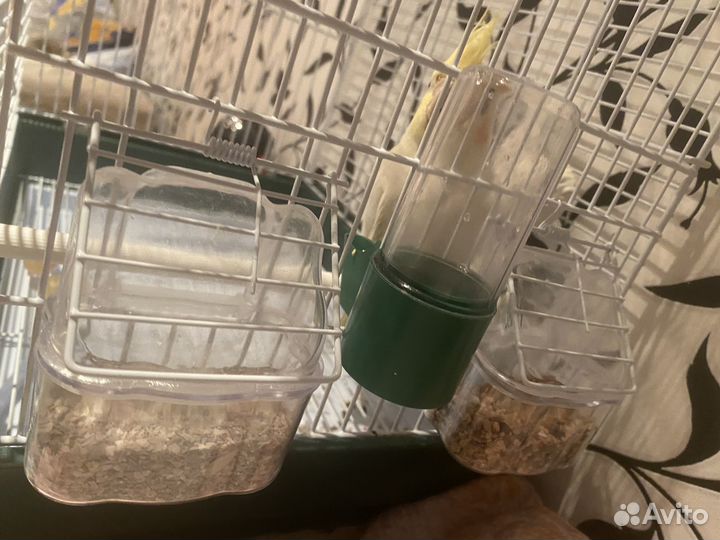 Попугай корелла с клеткой