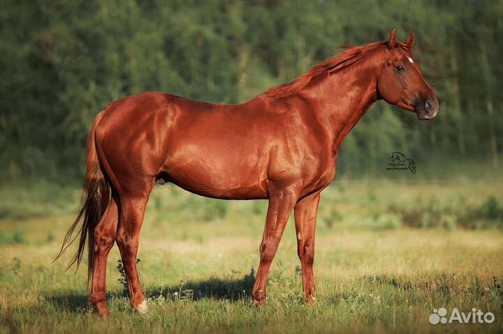Жеребцы в спорт 2019г.р и 2018