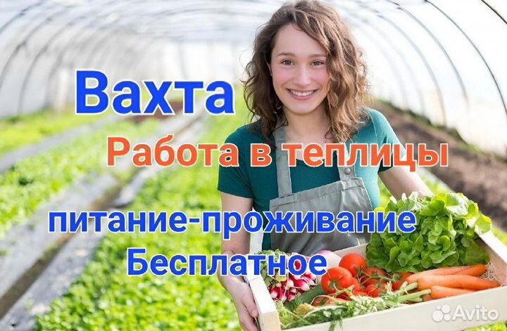 Сотрудник на Теплицу. Сборщик клубники без опыта