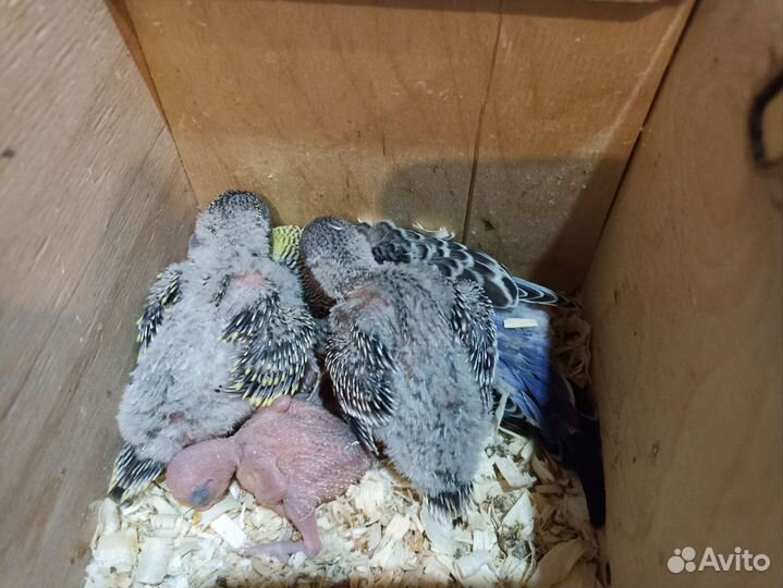 Птенцы волнистого попугая