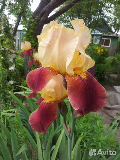 Многолетние цветочные растения для сада