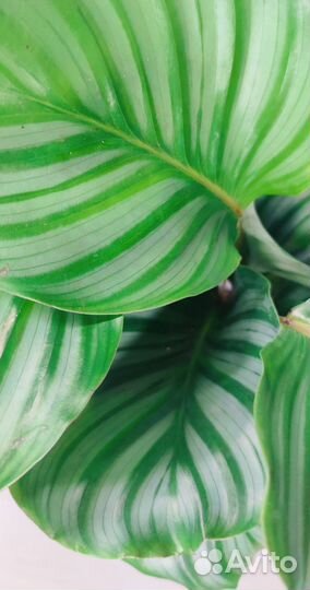 Калатея орбифолия