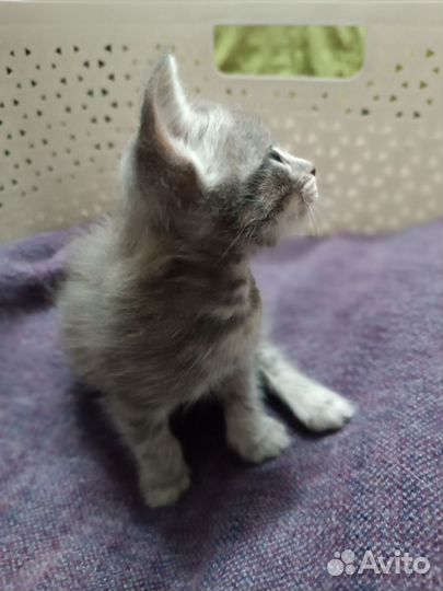 Котенок мальчик в дар