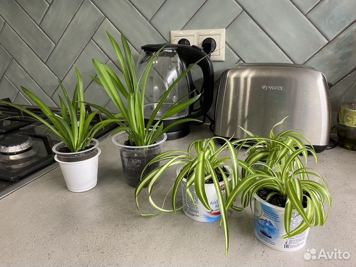 Хлорофитум