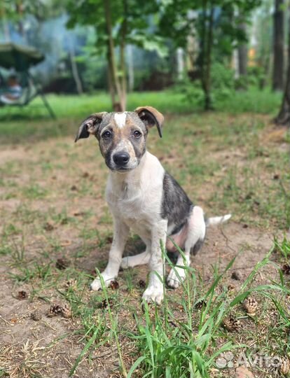 Щенок в добрые руки (девочка)