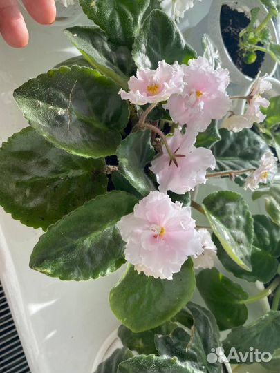 Фиалка в горшках