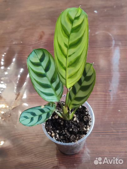 Ктенанта бурле маркси