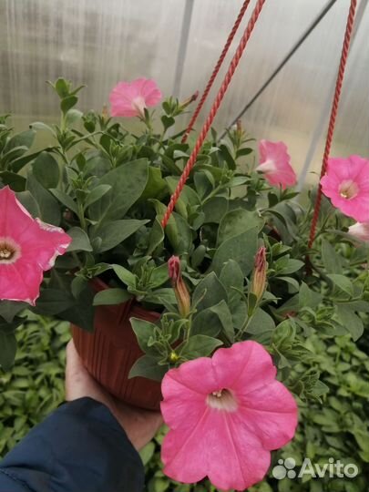 Цветы петунии рассада