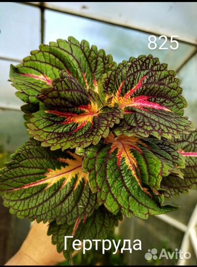 Колеусы новинки