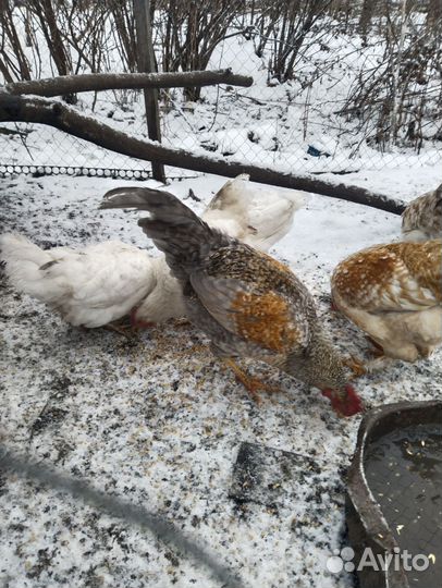 Продается петух