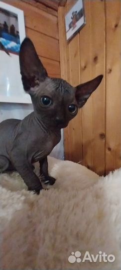 Канадский сфинкс котенок
