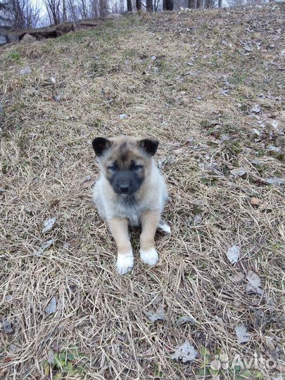 Западно сибирская лайка