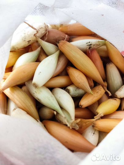 Лук севок озимый