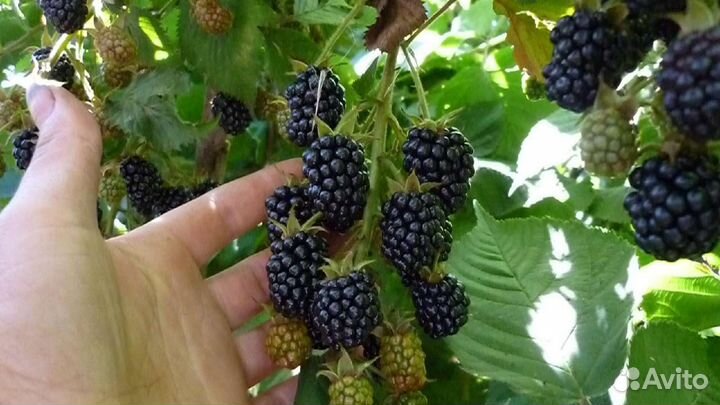 Саженцы Ежевики, малины, смородины