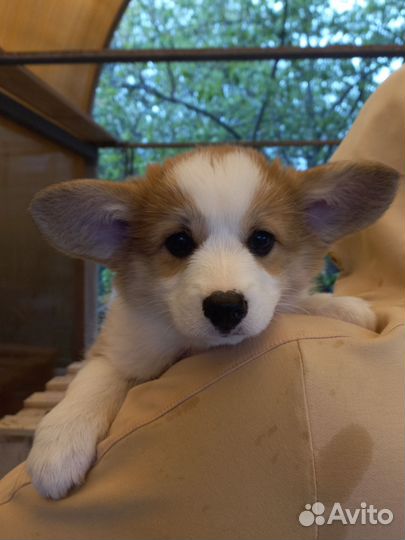 Щенки корги