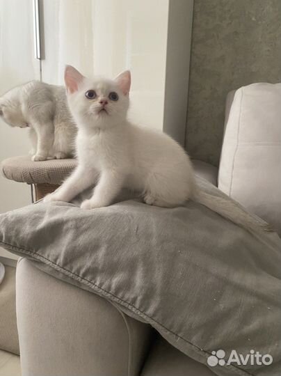 Котик - ns 1133(шиншилла поинт)