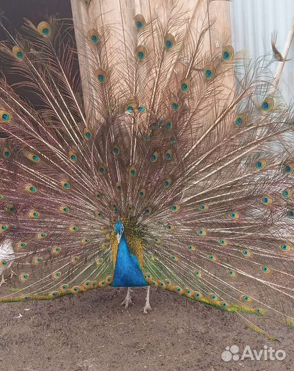 Семья павлинов