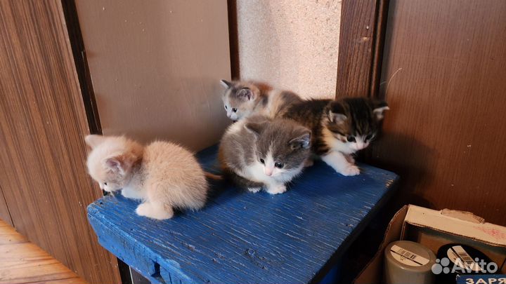 Кошки в добрые руки