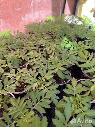 Рассада бархатцев