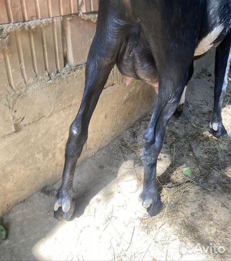 Коза нубийская