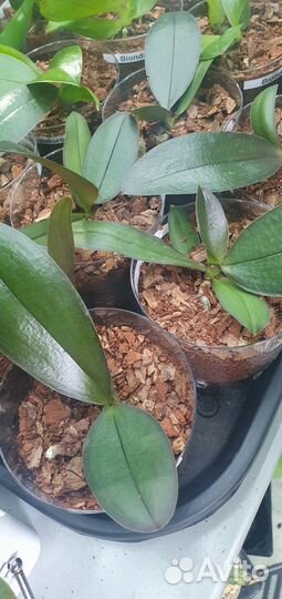 Орхидеидастибель,лиодоро,биондоро,кокодоро,минимар