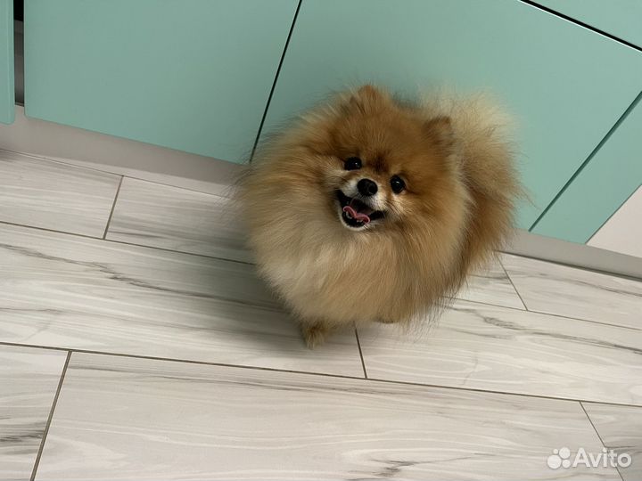 Шпиц для вязки