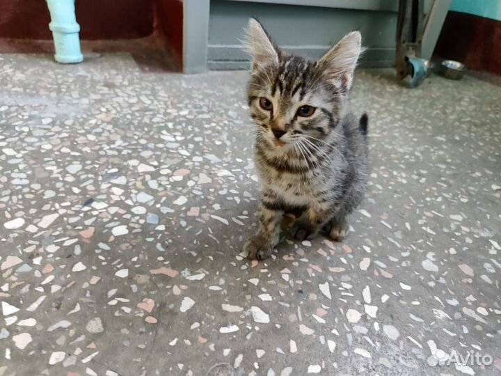 Котята в добрые руки 2 месяца