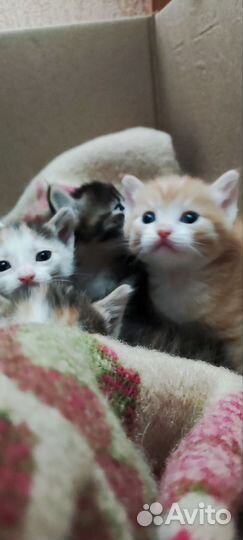 Котята ищут маму, довезу до подъезда