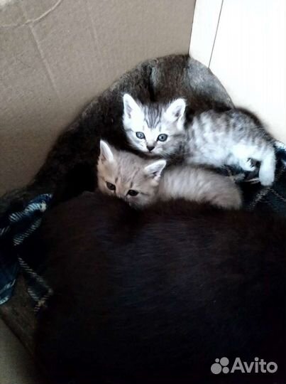 Котята в дар бесплатно