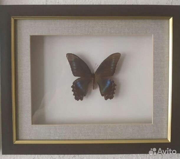 3.Бабочка в коллекцию. Большая. натуральная