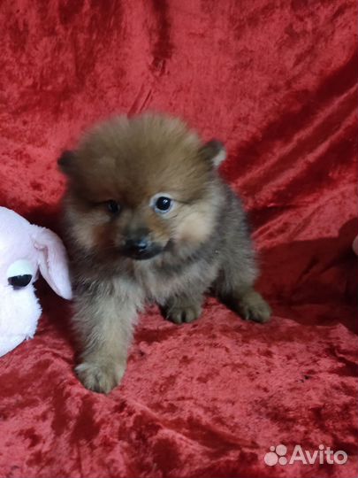 Померанский шпиц