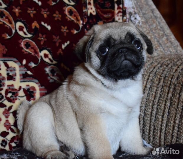 Щенок мопса, девочка