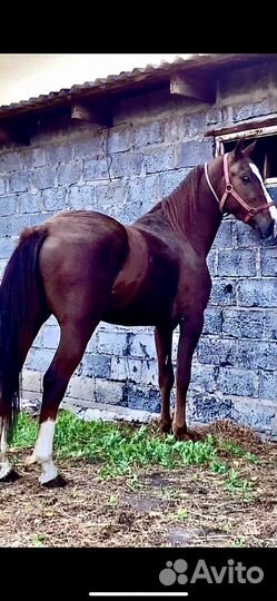 Жеребец 2года