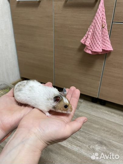 Сирийский хомяк