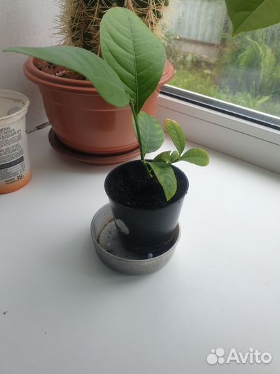 Лимон плодоносящий саженцы