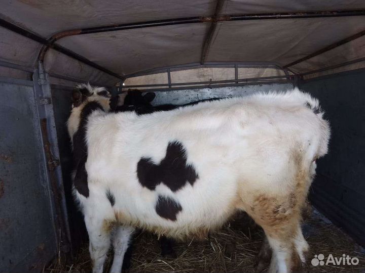 Бычки Симменталы и Швицы