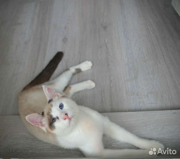 Котенок мальчик