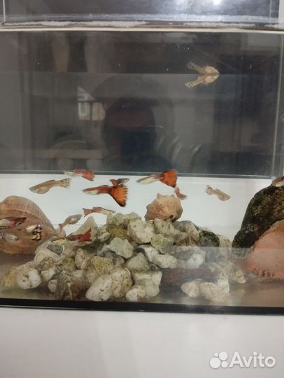 Рыбы гупики