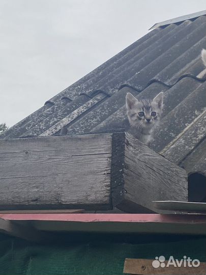 Домашние животные кошки