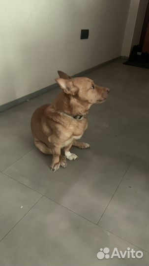 Маленькая собака