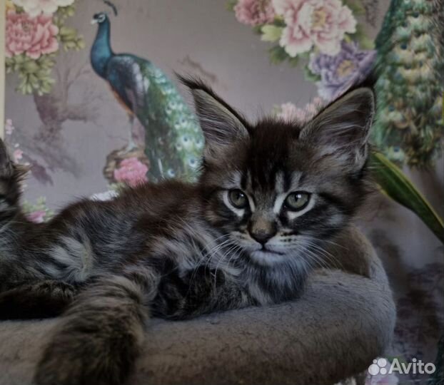 Котята мейн-кун