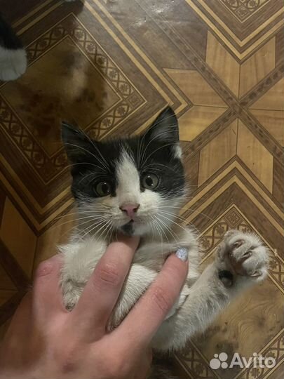 Отдам бесплатно