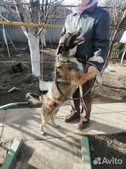 Замечательный мальчик в добрые руки