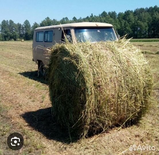 Продам сено в рулонах