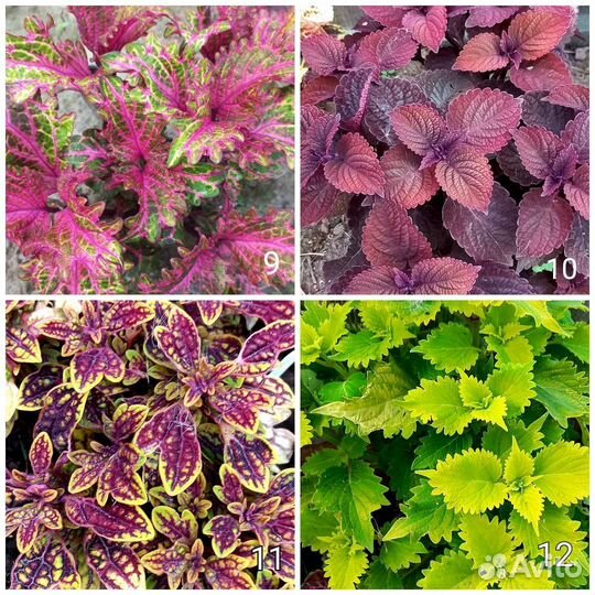 Колеусы 170 сортов Часть 1