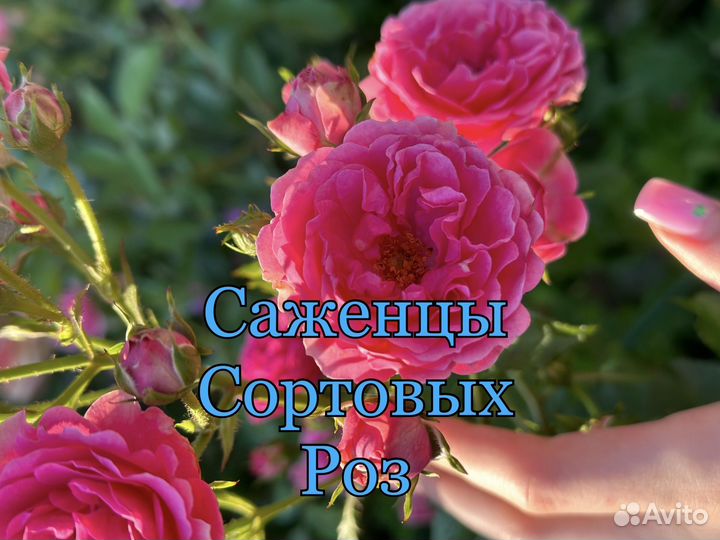 Саженцы сортовых роз