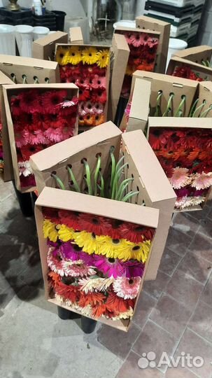 Цветы Альстромерия гербера оптом и розницу