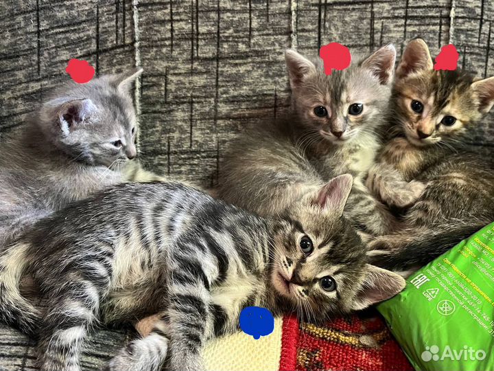 Котята в добрые руки